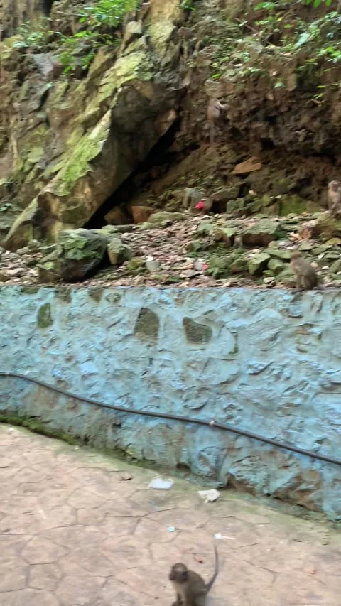 Monkeys of Batu cave in Kuala Lumpur Stock-Footage 343444992