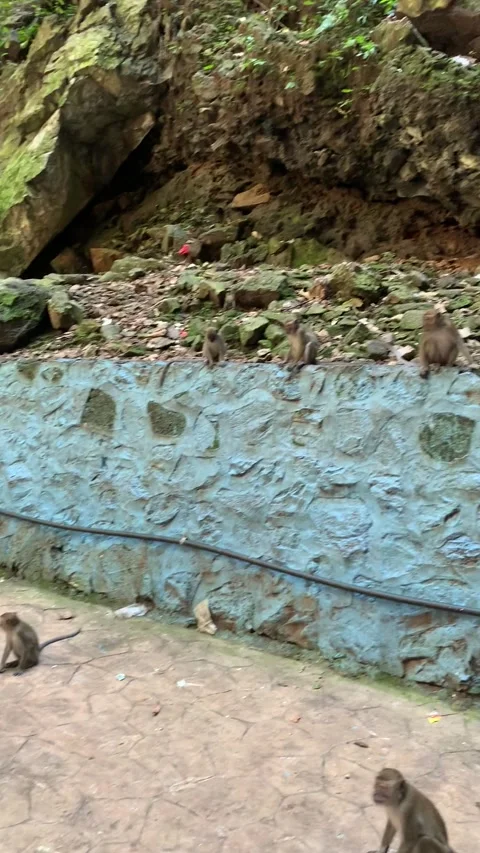 Monkeys of Batu cave in Kuala Lumpur Stock Footage 343445188
