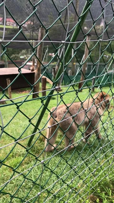 Monkeys behind the fence Stock Footage 191954561