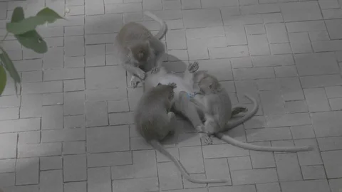 Monkeys being monkeys, Bali Stock Footage 129077946