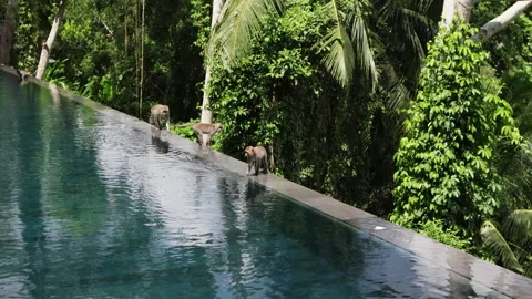 Monkeys at border of swimming pool. Stock Footage 275503782
