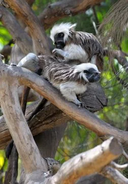Monkeys on the branches Stock Photos