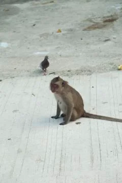 Monkeys in the Buddhist temple Stock Photos