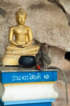Monkeys in the Buddhist temple Stock Photos