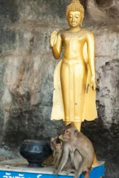 Monkeys in the Buddhist temple Stock Photos