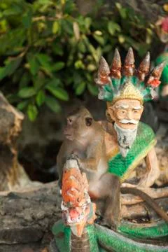 Monkeys in the Buddhist temple Stock Photos