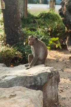 Monkeys in the Buddhist temple Stock Photos