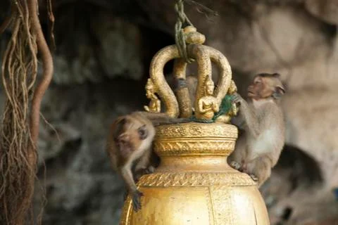 Monkeys in the Buddhist temple Stock Photos
