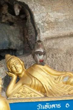 Monkeys in the Buddhist temple Stock Photos
