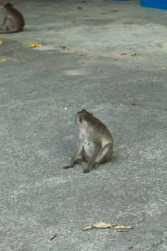 Monkeys in the Buddhist temple Stock Photos