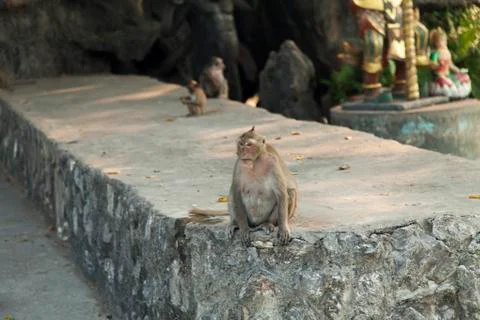 Monkeys in the Buddhist temple Stock Photos