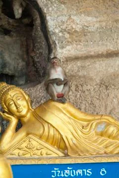 Monkeys in the Buddhist temple Stock Photos