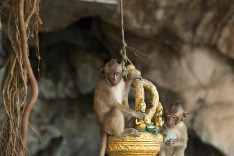 Monkeys in the Buddhist temple Stock Photos