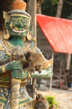 Monkeys in the Buddhist temple Stock Photos