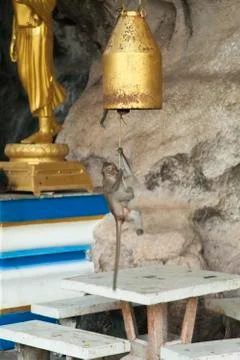 Monkeys in the Buddhist temple Stock Photos