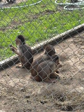 Monkeys in Captivity Фото