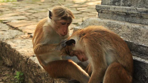 Monkeys Care Vídeo Stock 27540723