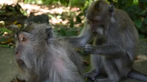 Monkeys checking for bugs Stock Footage 81691026