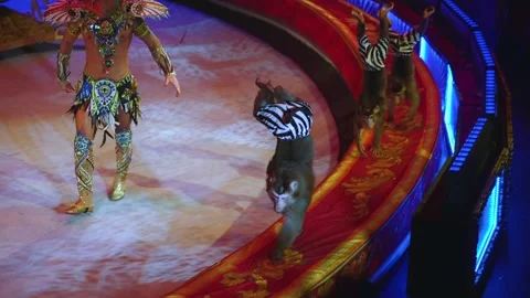 Monkeys in the circus, performance of monkeys in the circus arena Stock Footage 263675254