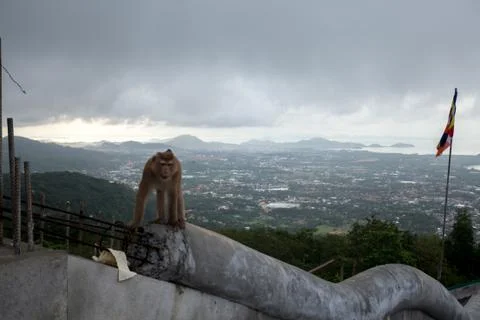 Monkeys in the city Stock Photos