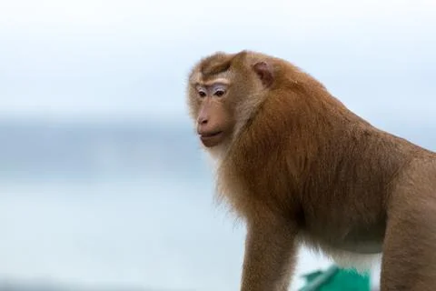 Monkeys in the city Stock Photos