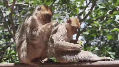 Monkeys clean each other in the freshness of Ouzoud Falls, Morocco Stock Footage 244066748