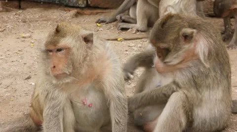 Monkeys cleaning each other Stock Footage 12452317