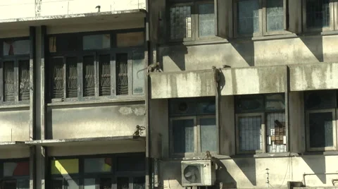 Monkeys Climb on Buildings Stock Footage 65968422