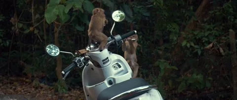 Monkeys climb on a motorcycle. Video stock 233400065