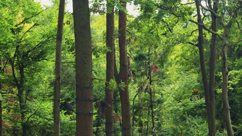 Monkeys climb tall trees in a dense, green forest 스톡 동영상 310755659