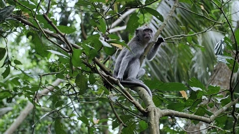 Monkeys climb trees, jumping from branch to branch Stock Footage 229680652