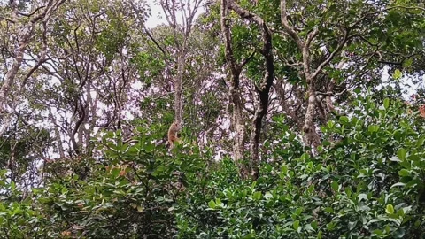 Monkeys climbing and jumping on trees Stock Footage 264953568