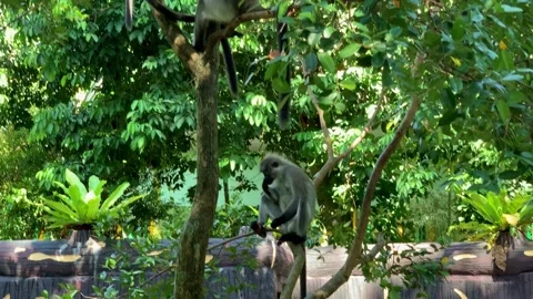 Monkeys climbing and resting in dense tropical forest foliage Stock Footage 339791677