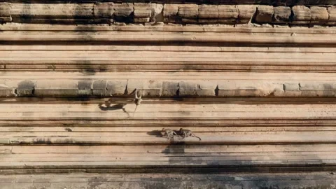 Monkeys climbing on Angkor Wall Stock Footage 328829641