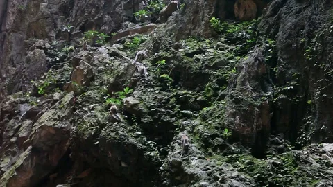 Monkeys climbing up rock wall Stock Footage 104417681