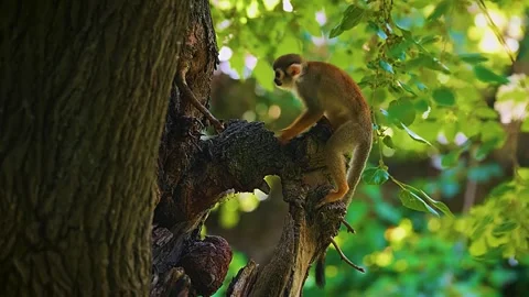 Monkeys Climbing Tree Stock Footage 323142757