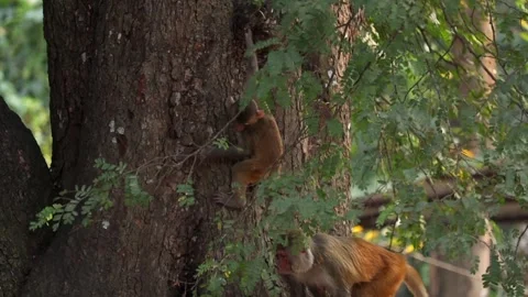 Monkeys climbing tree in natural forest setting Video stock 332612387