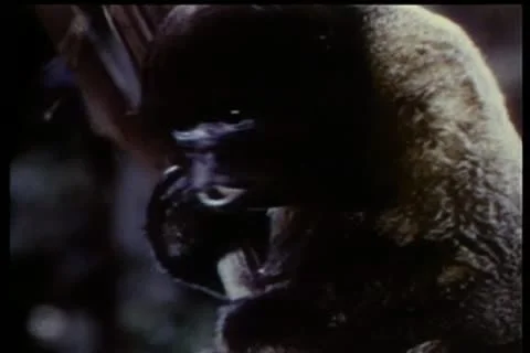 Monkeys climbing trees Vídeos de archivo 11351820