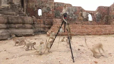Monkeys climbing on tripod Stock Footage 12453126