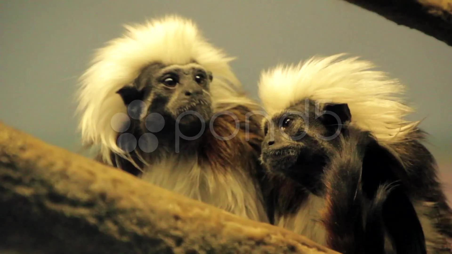 monkey mammal zoo portrait curious isolated beautiful animal themes  animal one animal  Pxfuel