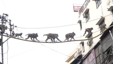 Monkeys crossing the street over a cable in Delhi Vídeos de archivo 154888020