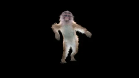 Monkeys Dancing, with Alpha matte. Stock Footage 138718905