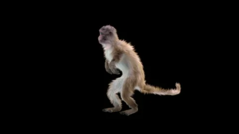 Monkeys Dancing, with Alpha matte. Stock Footage 138719012