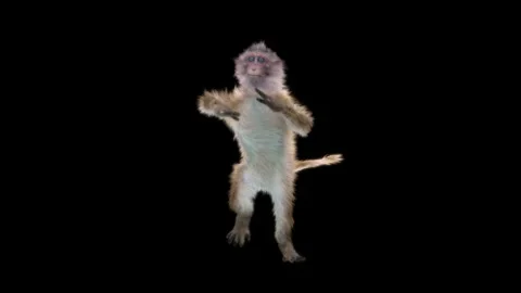 Monkeys Dancing, with Alpha matte. Stock Footage 138719571