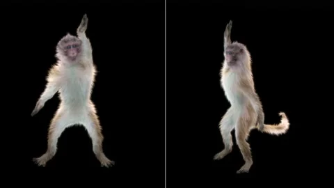 Monkeys Dancing, with Alpha matte. Stock Footage 138719755