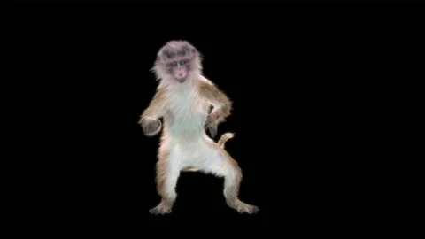 Monkeys Dancing, with Alpha matte. Stock Footage 138720101