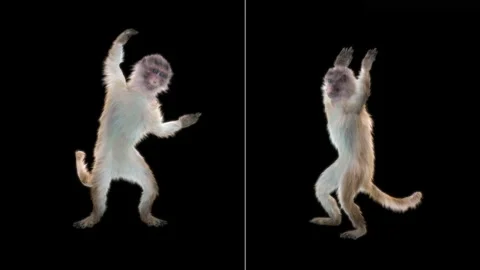 Monkeys Dancing, with Alpha matte. Stock Footage 138720170