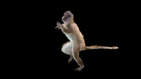 Monkeys Dancing, with Alpha matte. Stock Footage 138720184