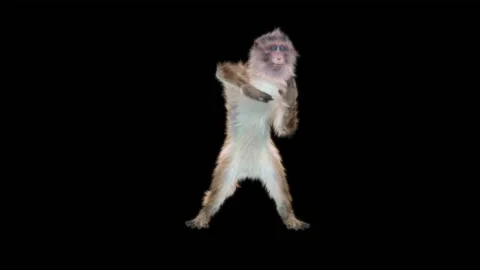 Monkeys Dancing, with Alpha matte. Stock Footage 138720839