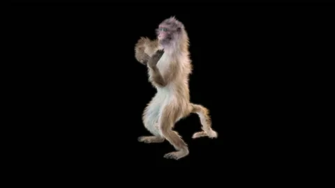 Monkeys Dancing, with Alpha matte. Stock Footage 138720842